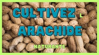 Comment cultiver larachide naturante  CONSEIL \ pour un meilleur rendement TRANSFORMATION [upl. by Rehm]