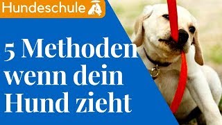 Hund zieht an der Leine  Die 5 BESTEN Methoden um Leinefürhrigkeit zu trainieren [upl. by Leonelle221]