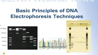 SERVA Webinar DNA Elektrophorese  Die Grundlagen Deutsch [upl. by Arocahs]