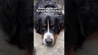 I don’t shed… funny puppy dog fyp doglover bernese funnyvideo [upl. by Spiegelman]