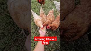 Growing Corn for Chicken Feed [upl. by Anet]