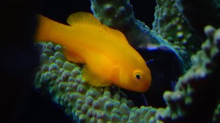 Spawning Gobiodon okinawae  Sawada Arai amp Abe 1972  Gobiidae  Gobie corail jaune Okinawa [upl. by Anirres313]