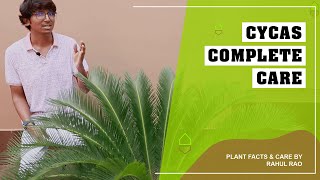 Cycas Plant Care in Hindi  Explanation why Cycas needs exact watering  New Shoot in the end [upl. by Felicdad]