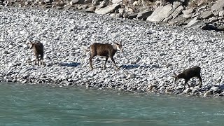 Alpine chamois near Rhine river in Chur Switzerland [upl. by Rehpotsirhc900]