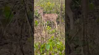 Jim Corbett National Park maneater tiger deer forest jimcorbettvacation7628 jungle nature [upl. by Irpak957]