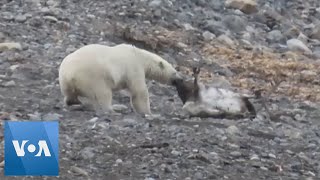 Polar Bear Hunts a Reindeer in Norway Arctic [upl. by Feer]