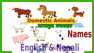 Domestic Animals Name  Learn Domestic Animals Name English amp Nepali  Easy English Learning Process [upl. by Banquer26]