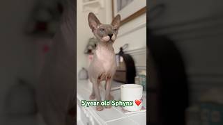 5 Year old Sphynx cats catshorts catsoftiktok catsofyoutube catsofinstagram cat catlover [upl. by Nosyarg]