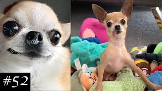 Newest Chihuahua Compilation  Funny Chihuahua Videos [upl. by Min280]