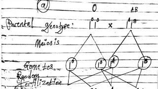 Biology paper 2 Genetics exam revision question and answers [upl. by Aekahs638]