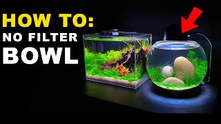 HOW TO NO FILTER BOWL AQUARIUM SETUP  MD FISH TANKS [upl. by Johnsten]