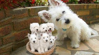 Westie The white Terrier dog breed giving birth to cute puppies [upl. by Pelson]