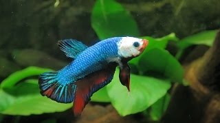 Guía básica para montar el acuario ideal para peces betta [upl. by Urana]