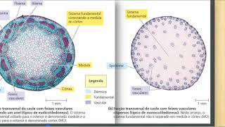 Botânica Como as plantas crescem Crescimentos Primários e Secundário da planta [upl. by Nywles]