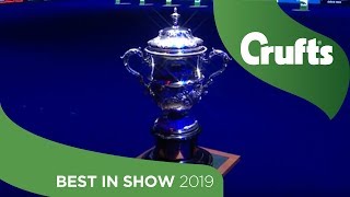 Best in Show at Crufts 2019 [upl. by Amsirac]