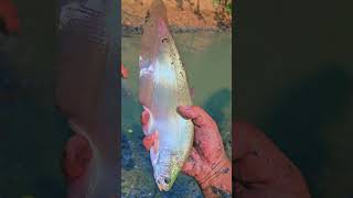 Catching Bronze Featherback fish in pond Chitala BronzeFeatherback fishing Chitala Belida fish [upl. by Errised]