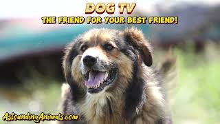 Dogs Barking Test How Your Dog RESPONDS 🐾 Training and Enrichment Barking Birds Nature Sounds [upl. by Elik897]