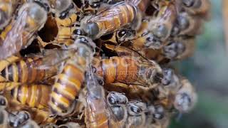 How to remove a bumble bee nest safely [upl. by Acireed]