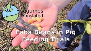 Faba Beans in Pig Feeding Trials [upl. by Anauqal]