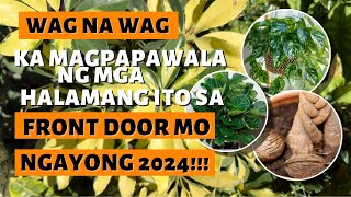 MGA HALAMANG SWERTENG ILAGAY SA FRONT DOOR NGAYONG TAON [upl. by Eiramesor]