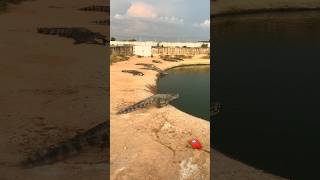 Exploring the World of Crocodiles in Jatim Park 2 [upl. by Hafirahs]