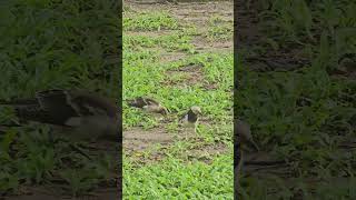 Blackcollared starling Birds beautifulbird birds birdsounds bird nature birdsoun myna [upl. by Refinej36]