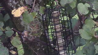 bird feeder live 211024 [upl. by Gustave]