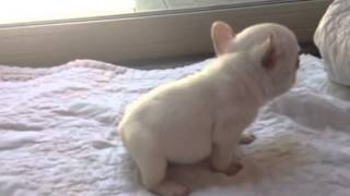 White French bulldog puppy [upl. by Daryn]