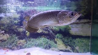 Golden Peral Arowana  Jardini Arowana  Scleropages jardinii  Mumbai [upl. by Ffilc]