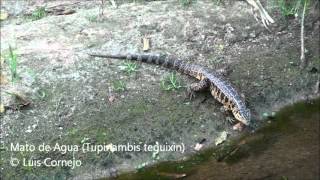 Mato de Agua  Tupinambis teguixin  Golden Tegu Lizard [upl. by Alywt]