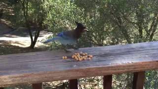 Stellers Jay missing half its beak [upl. by Ahders]