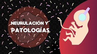 Neurulación y patologías [upl. by Utimer]