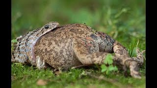 ثعبان يحاول ابتلاع ضفدعة ضخمة  Snake Eating a frog [upl. by Sidwohl]