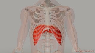 The Movement of the Diaphragm 3D Anatomy [upl. by Drabeck139]