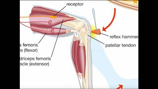 The Muscle Spindle Reflex Arc Stretch or Patellar Reflex [upl. by Ling]