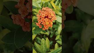 Ixora chinensis LamIxora chinensisRongontrending shortshortvideoshortsfeed naturesubscribe [upl. by Verla873]