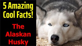 5 Fascinating Facts About The Alaskan Husky [upl. by Lynnworth]