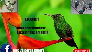 Biografía Animal  Colibrí [upl. by Aciemaj852]