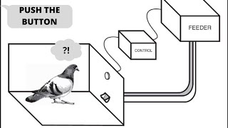 Operant Conditioning Real Pigeon Experiment [upl. by Herrle640]