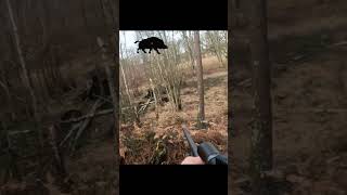 TIR DE DEUX SANGLIERS EN BATTUE  CHASSE SOLOGNE chasse hunting hunt sanglier wildboar [upl. by Reede]