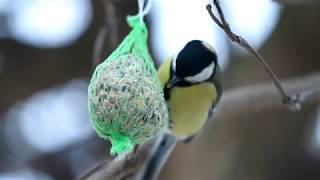 Sýkorky štebot Sound Tit Bird song Full HD Video [upl. by Aicert]