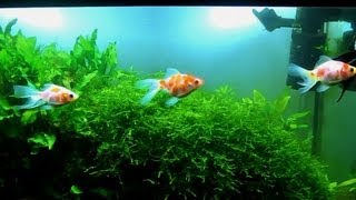 acuario de goldfish con musgos [upl. by Oir934]