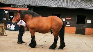 Heavy horses at Verwood 13 July 2024 [upl. by Mendel]