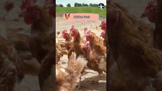 Chicken Facts shorts pets chicken facts [upl. by Anij]