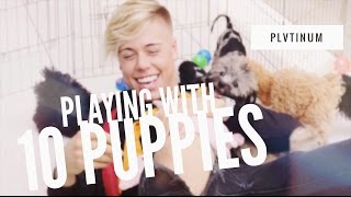 Playing With 10 Puppies  Celebrating 10K Subscribers [upl. by Eliathan913]