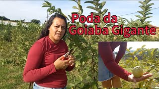 Poda de Produção da Goiaba Gigante com Fran Veiga Cultivo da Goiaba Goiaba Tailandesa [upl. by Ahcas]