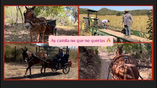 LA CAMILA VUELVE A LAS RIENDAS DEL RANCHERO95 🐴🌿🪵 [upl. by Needan]