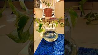 How to grow money plant in water  money plant propagation in water  moneyplant water shorts [upl. by Kimbell780]