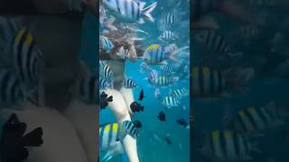 Snorkeling vibes at Mnemba Island africanbeach youtubeshorts [upl. by Volnay]