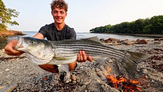 Catch and Cook MASSIVE Sea Bass and Clams [upl. by Rosalia]